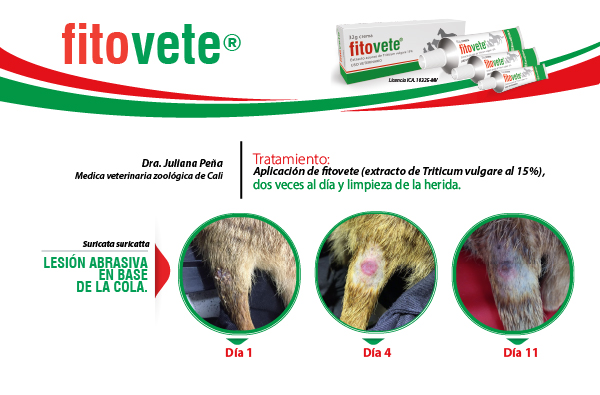 Caso 3 Crema-100