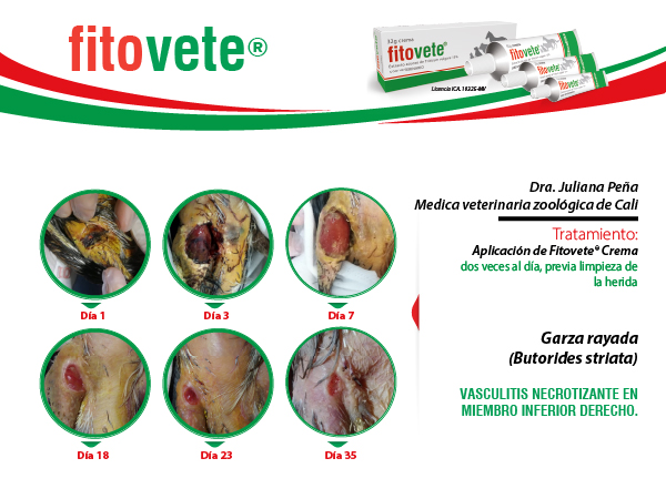 Caso 6 Crema-100
